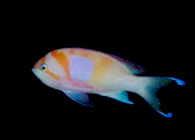 �����@������